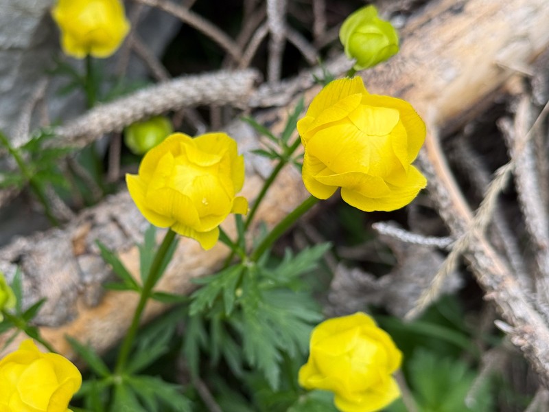 Trollius europaeus subsp. europaeus