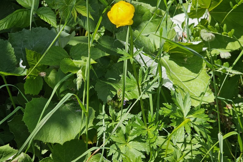 Trollius europaeus subsp. europaeus photo 2