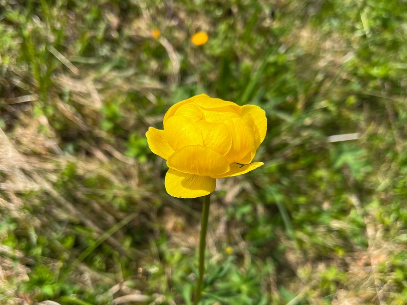 Trollius europaeus subsp. europaeus photo 3