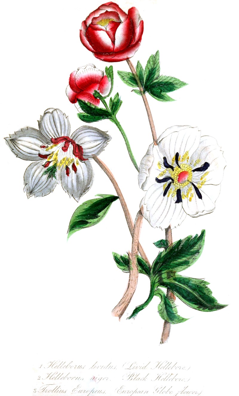 European Globeflower