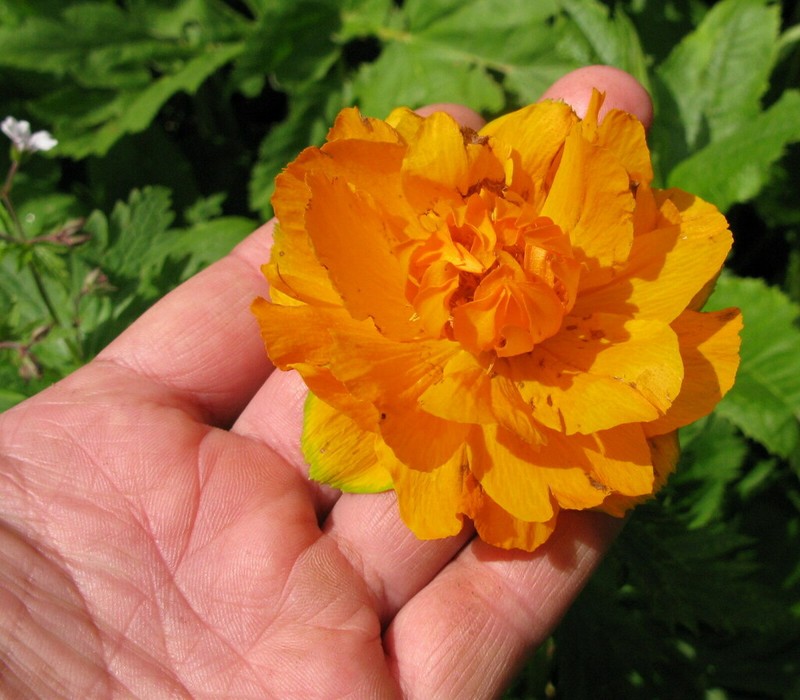 Trollius kolonok