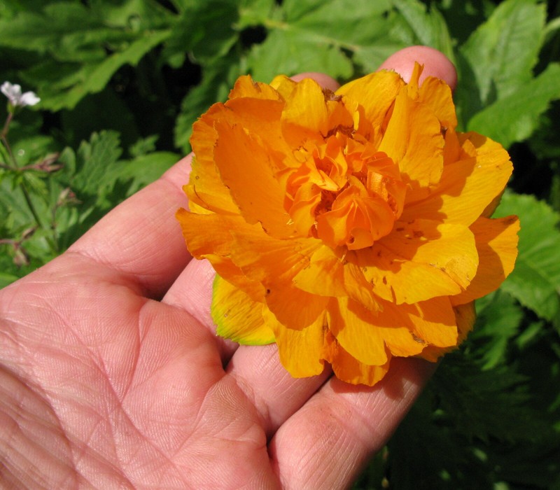 Trollius kolonok photo 4