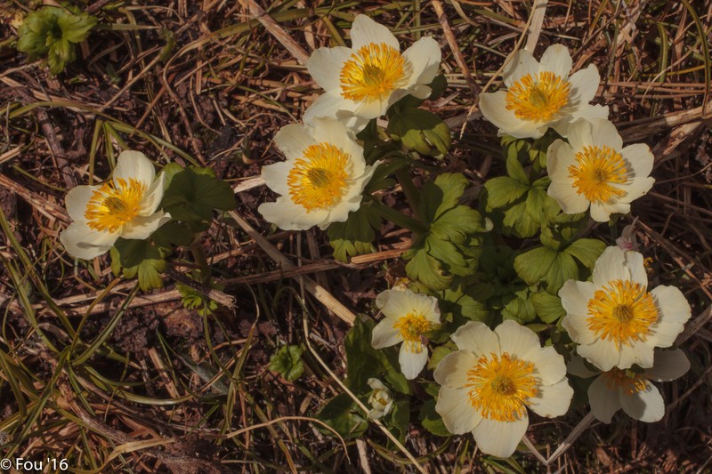 American Globeflower photo 4