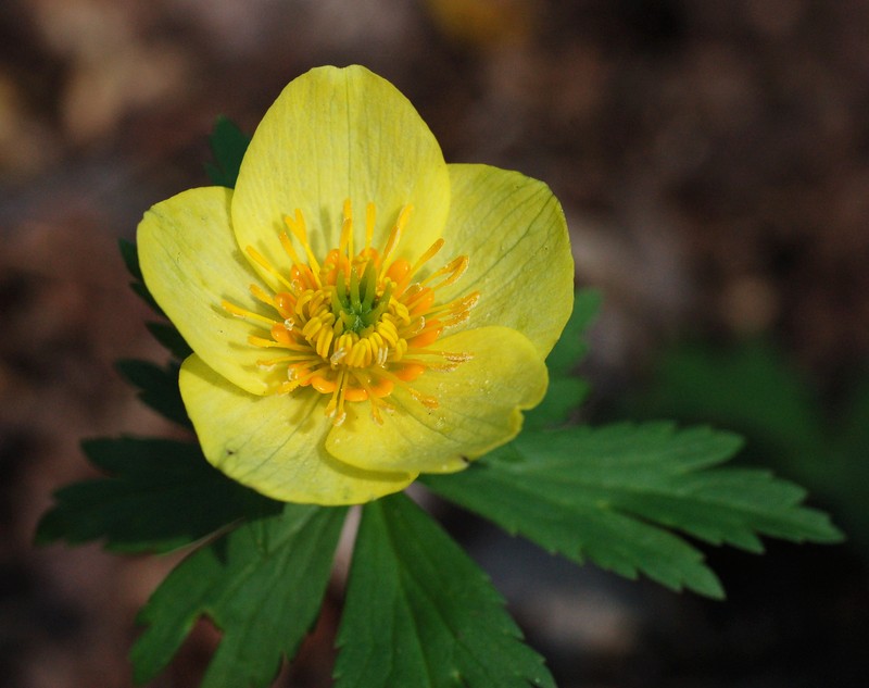 American Globeflower