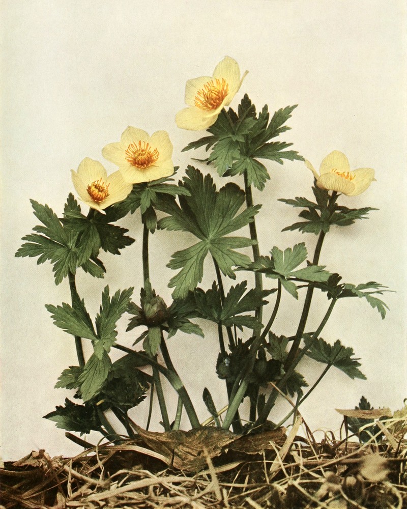 American Globeflower photo 3