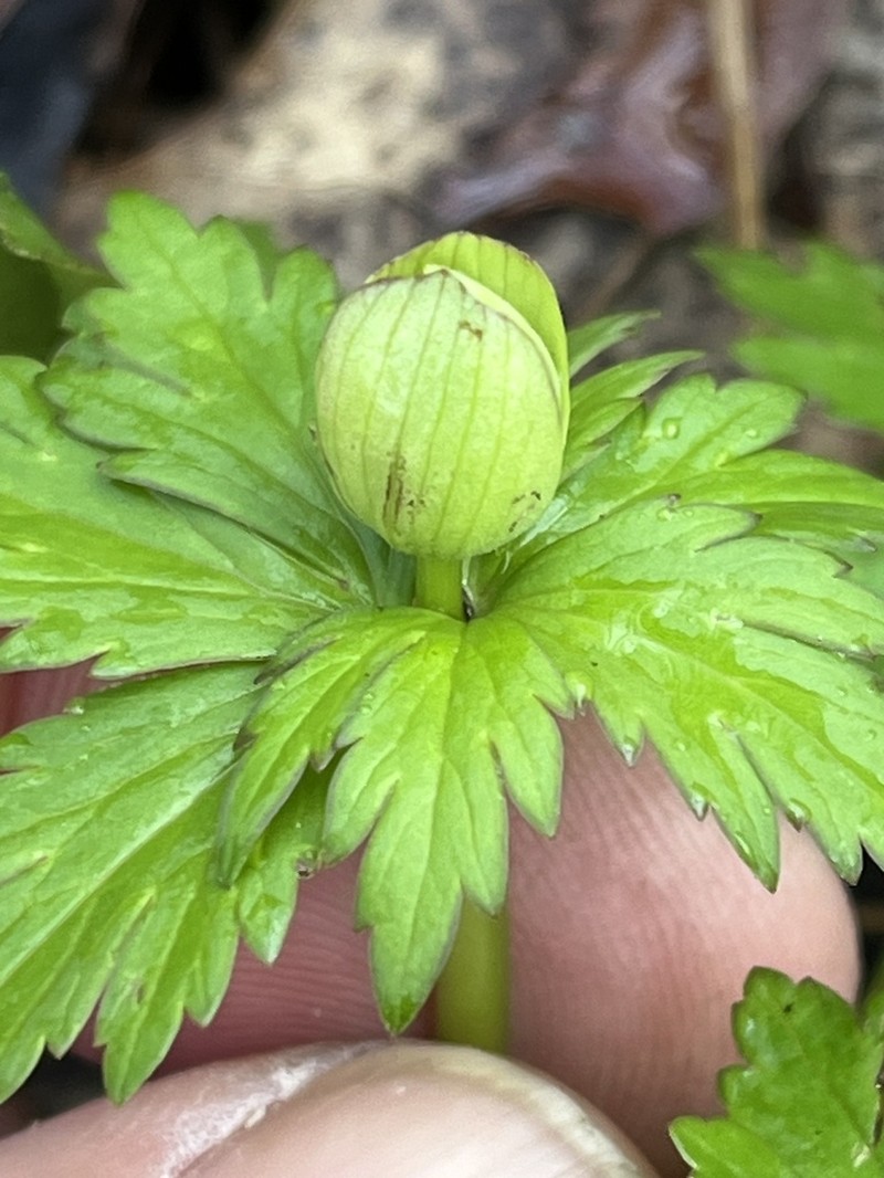 American Globeflower photo 5