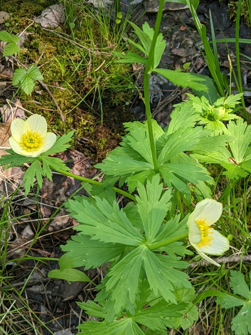 American Globeflower photo 6