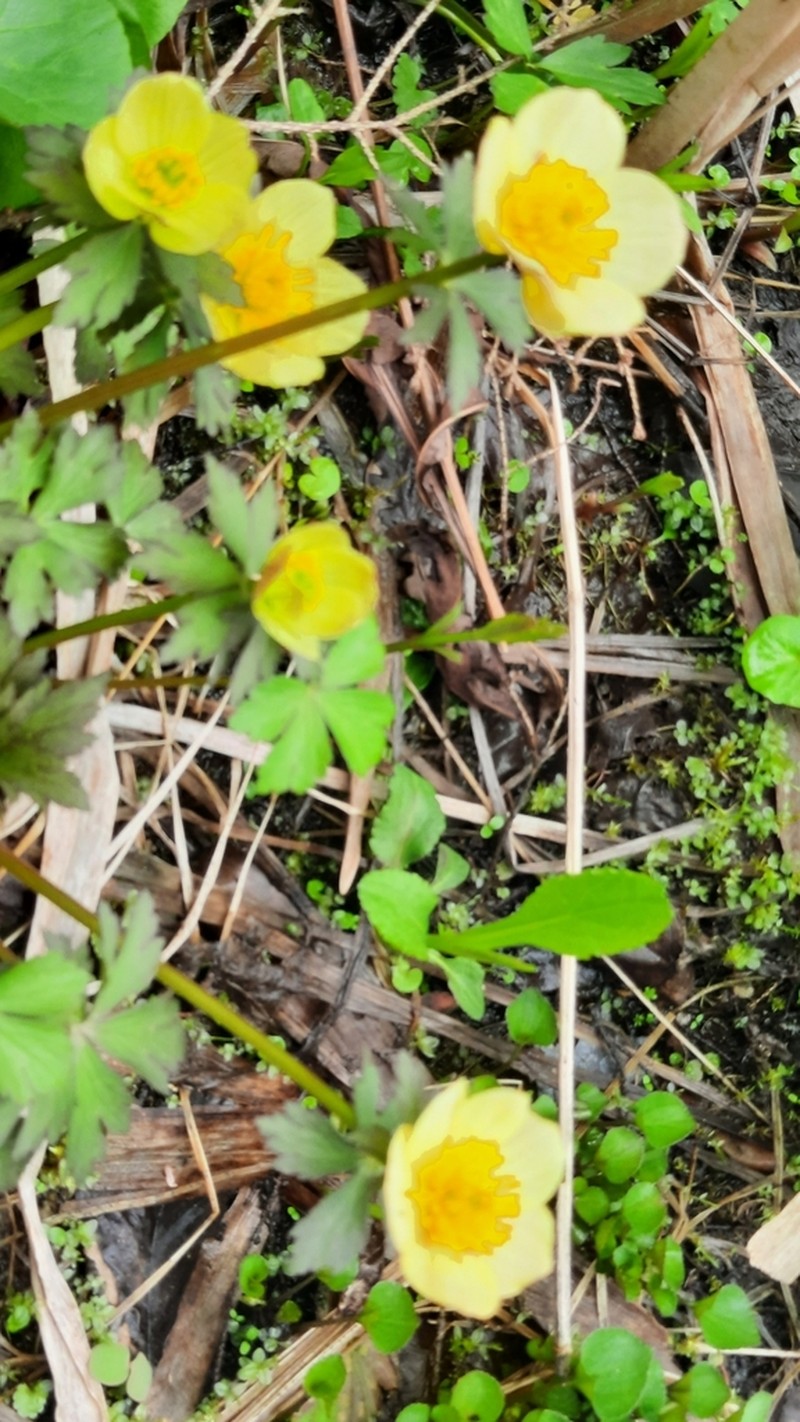American Globeflower photo 7