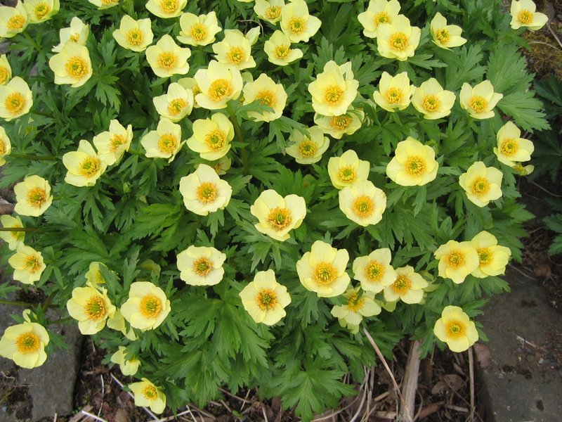 American Globeflower photo 5