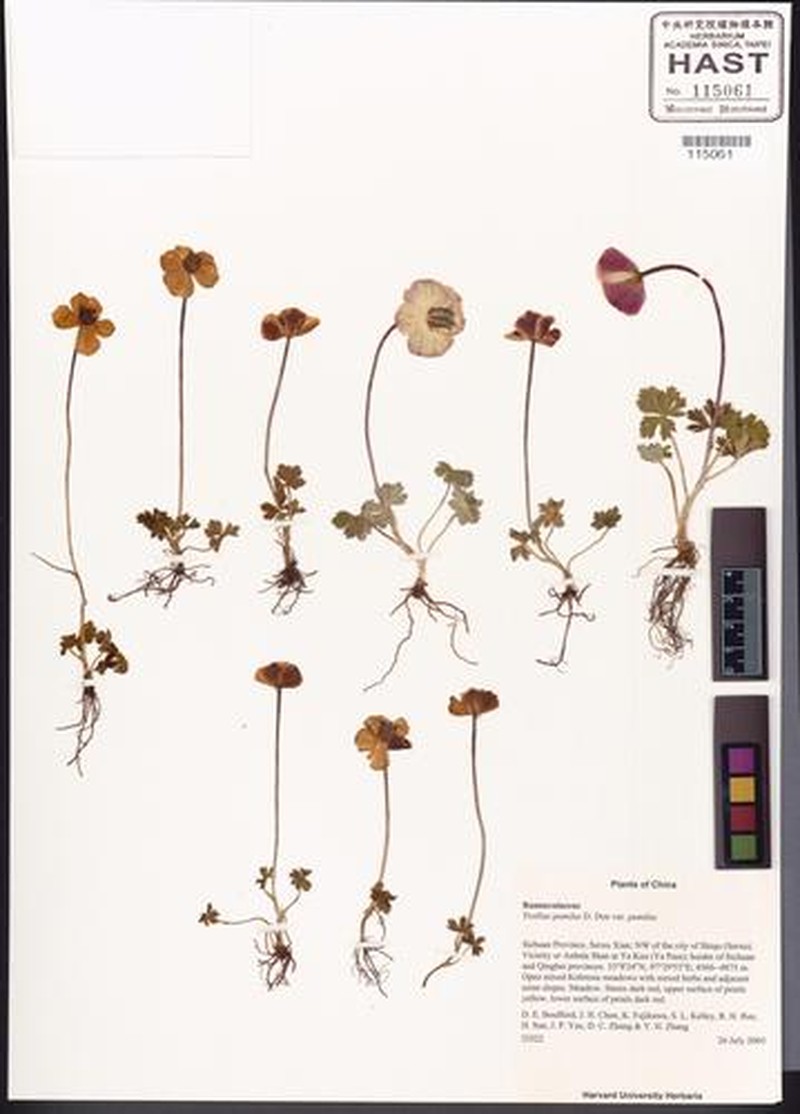 Trollius pumilus var. pumilus