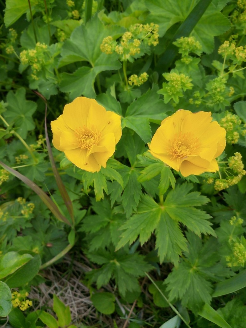 Kamchatka Globeflower