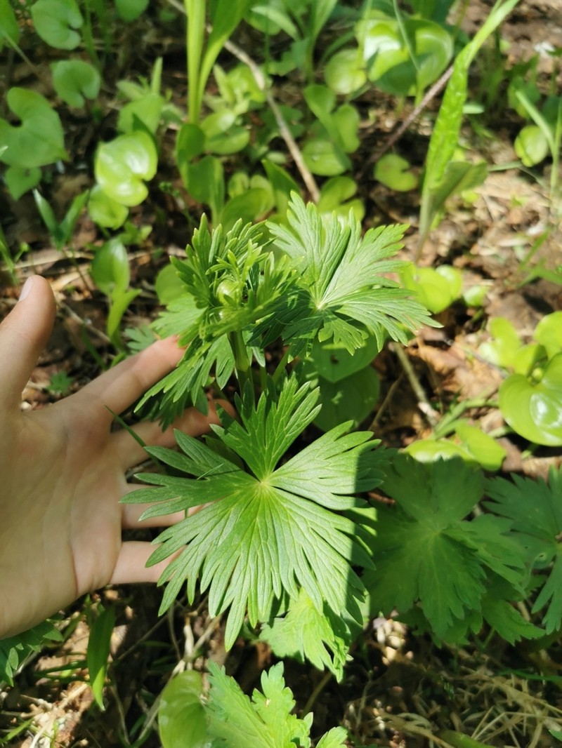 Kamchatka Globeflower photo 2