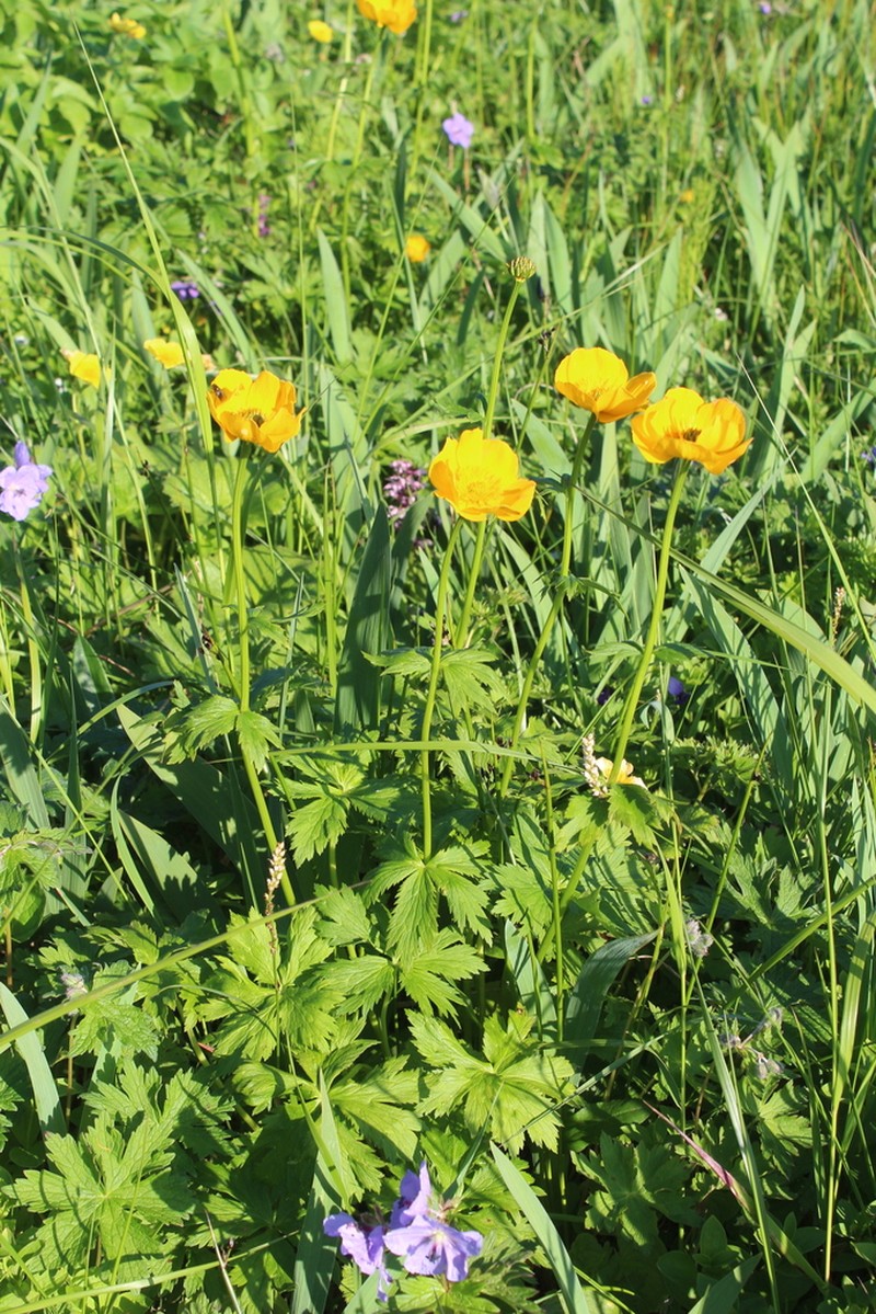 Kamchatka Globeflower photo 3