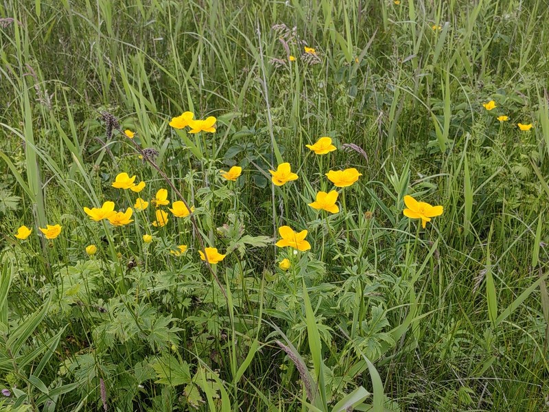 Kamchatka Globeflower photo 4