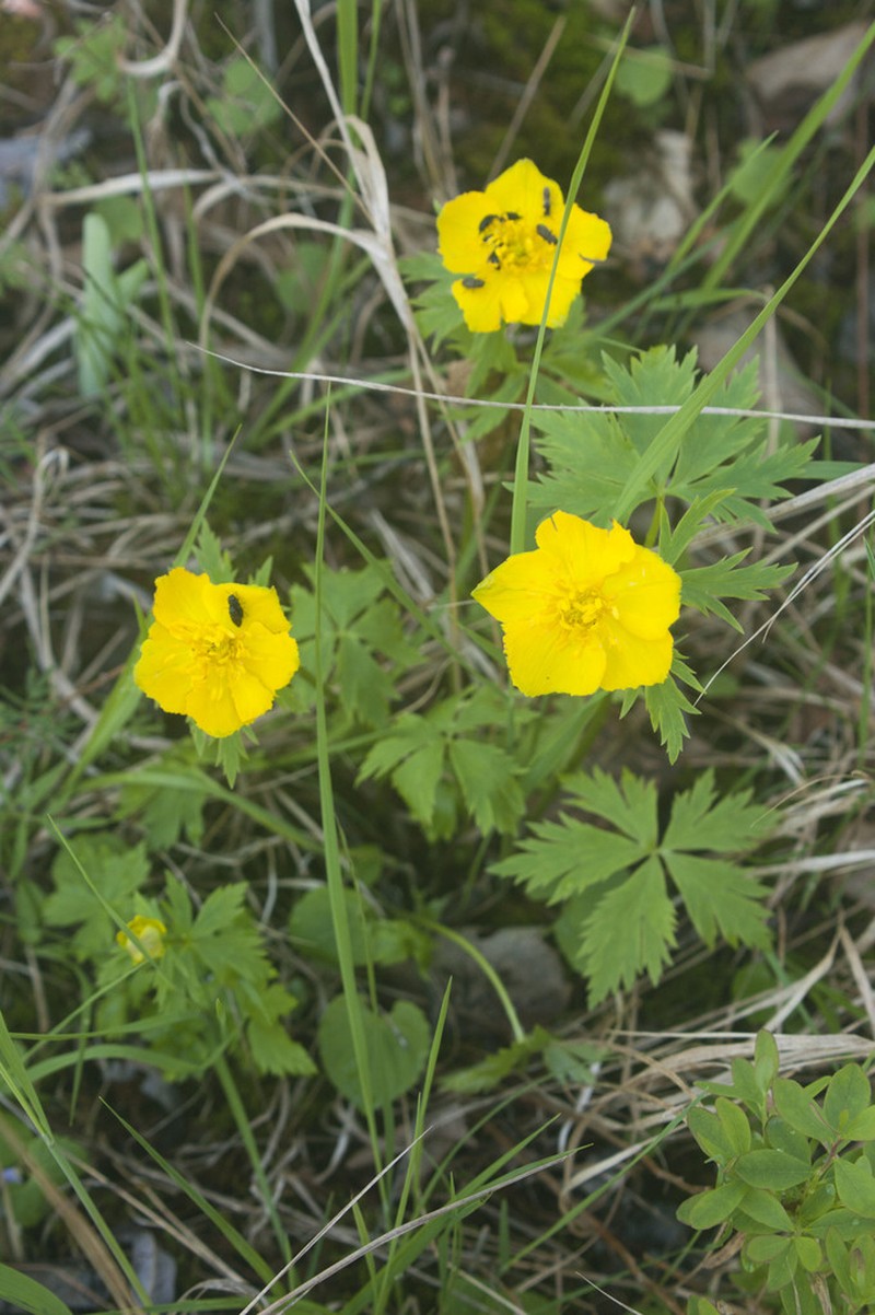 Kamchatka Globeflower photo 5