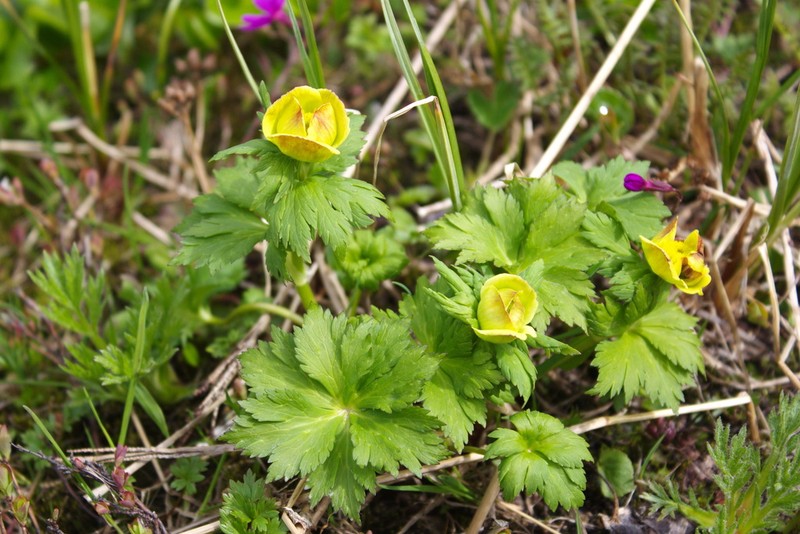 Kamchatka Globeflower photo 6