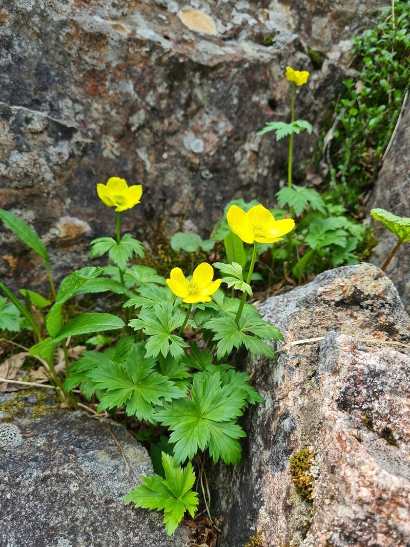 Kamchatka Globeflower photo 7