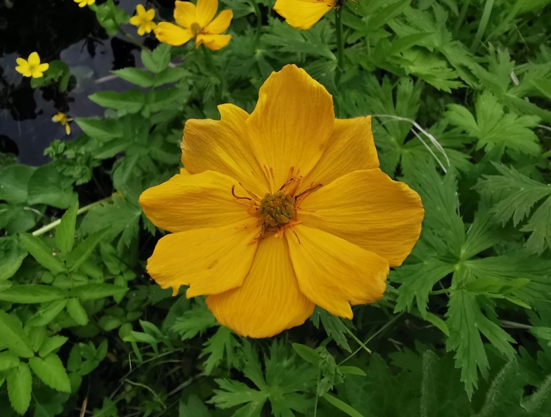 Kamchatka Globeflower photo 8