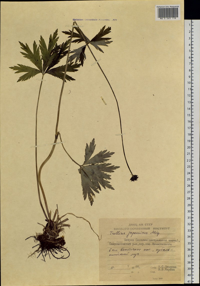 Trollius riederianus subsp. riederianus