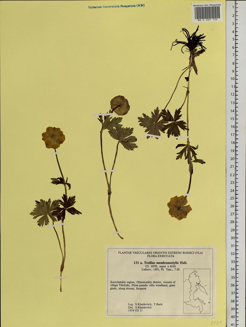 Trollius riederianus subsp. riederianus photo 2