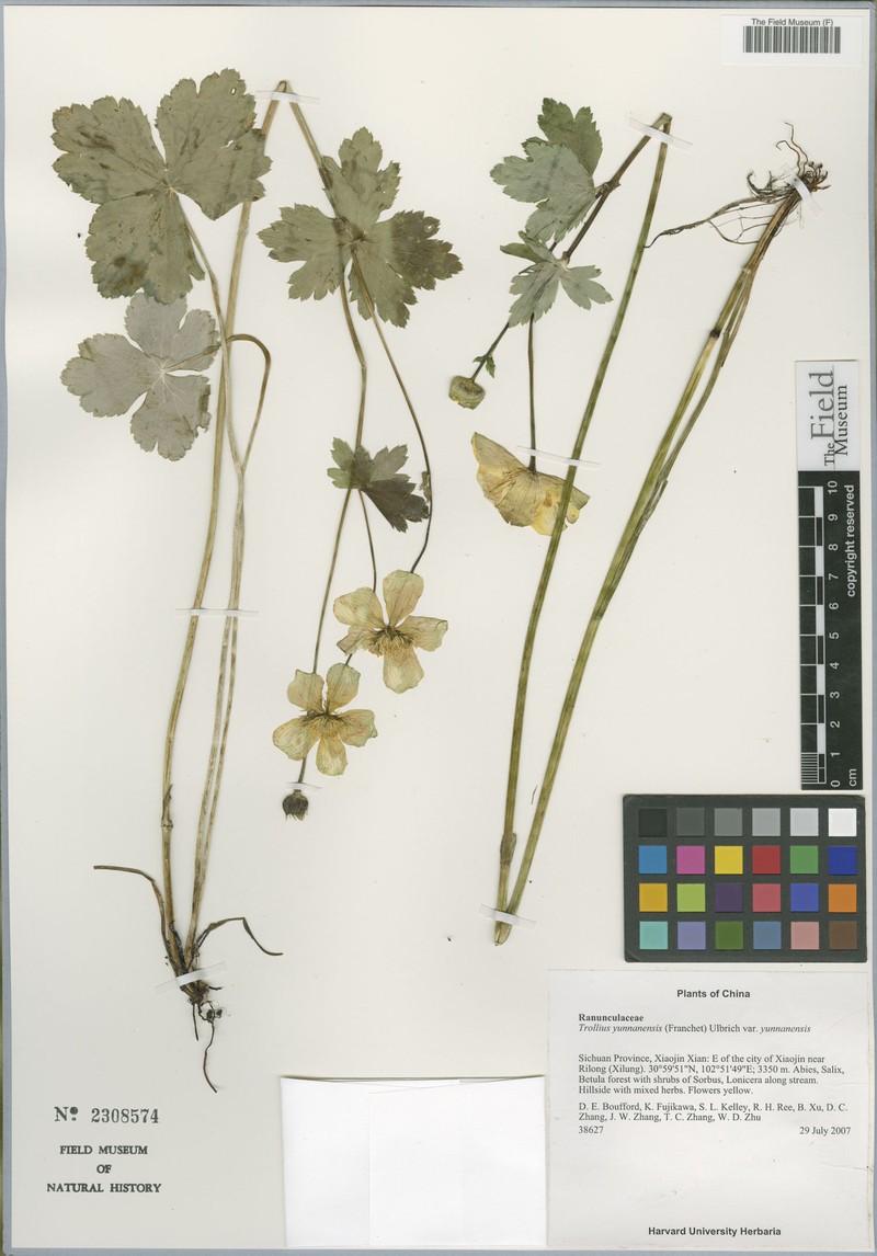 Trollius yunnanensis var. yunnanensis