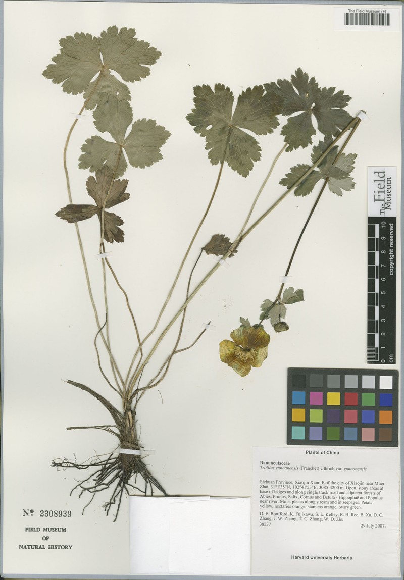 Trollius yunnanensis var. yunnanensis photo 2