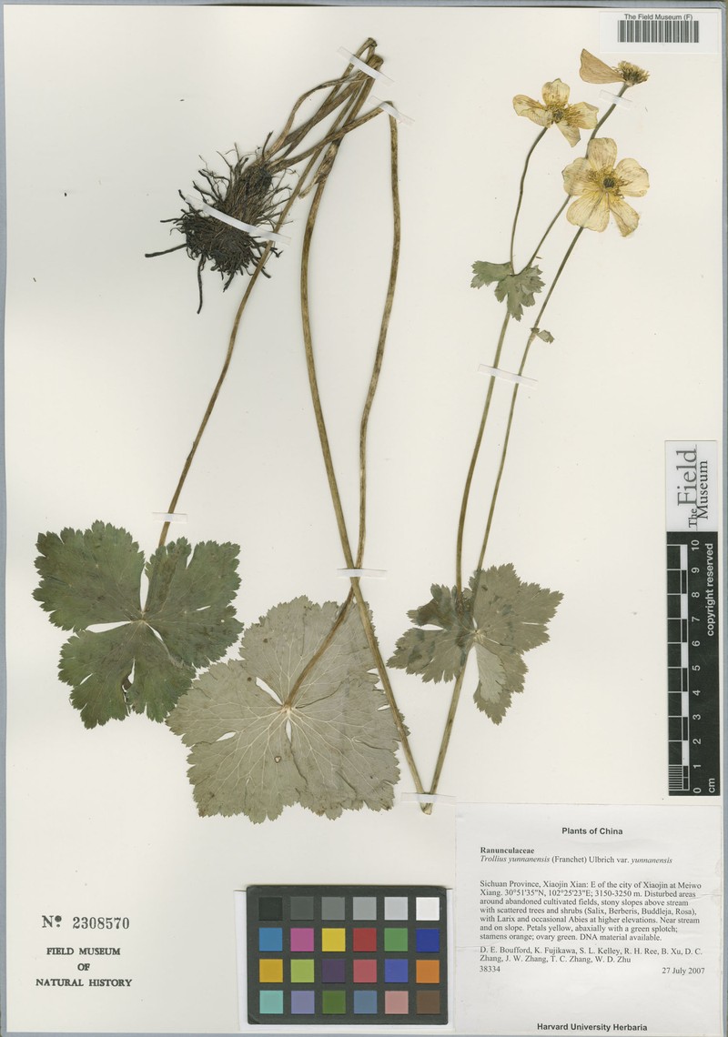 Trollius yunnanensis var. yunnanensis photo 3