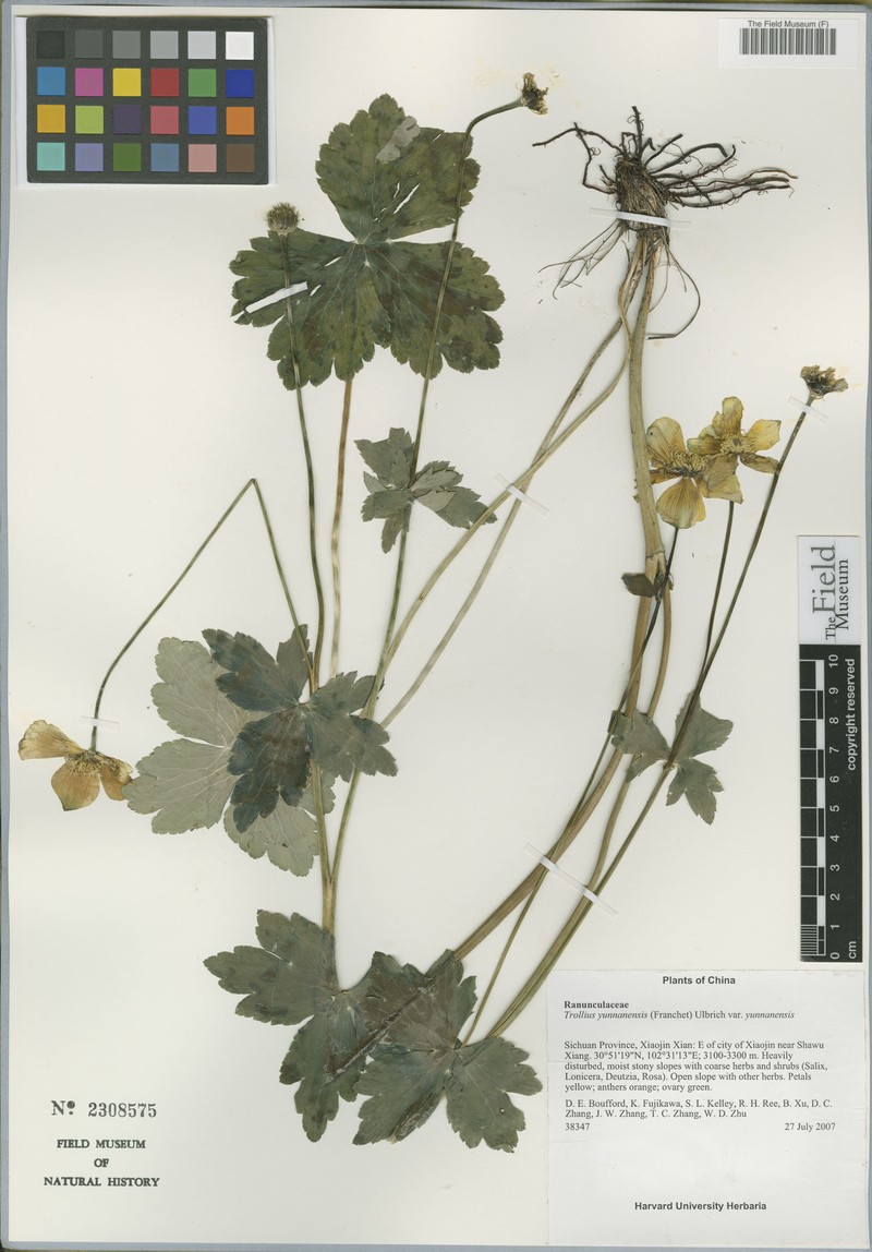 Trollius yunnanensis var. yunnanensis photo 4