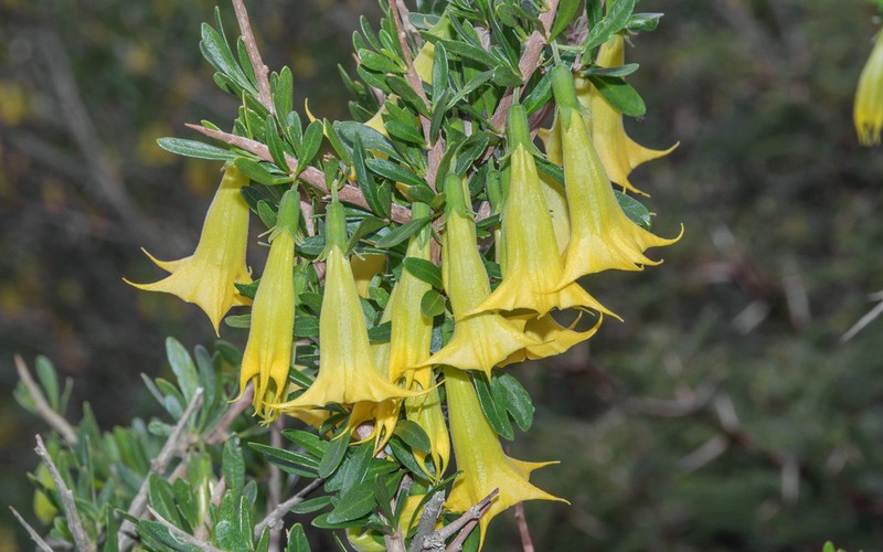 Trompettia cardenasiana