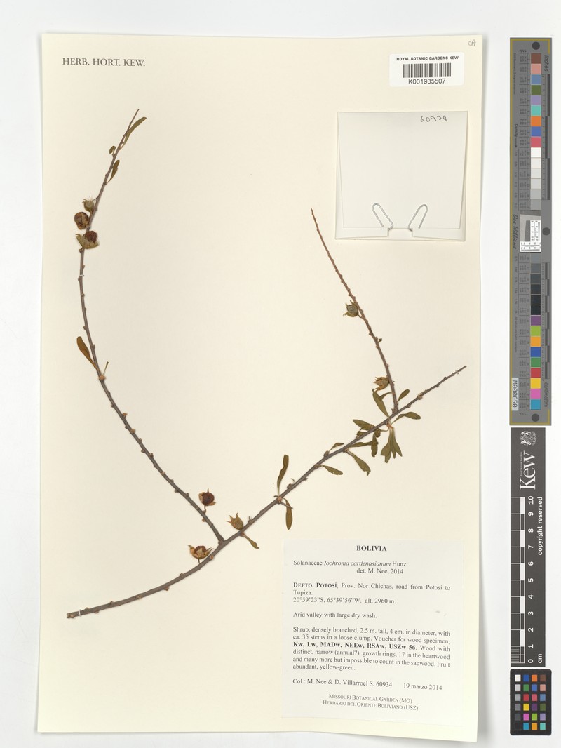 Trompettia cardenasiana photo 2