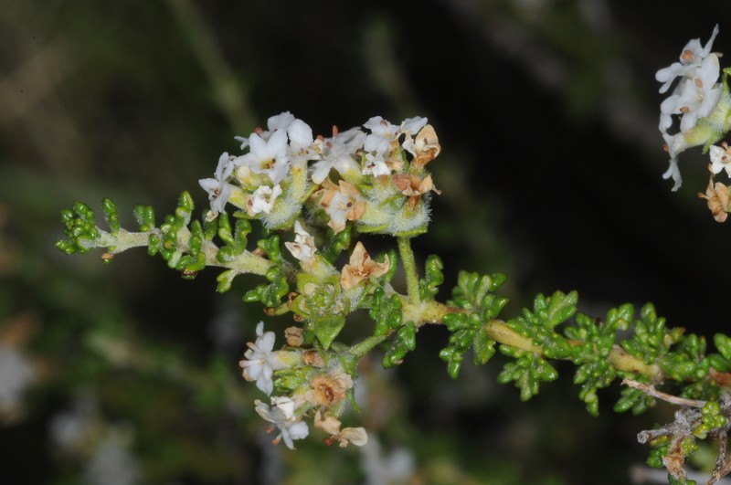 Troncosoa seriphioides