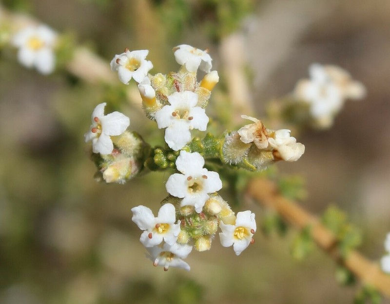 Troncosoa seriphioides photo 2