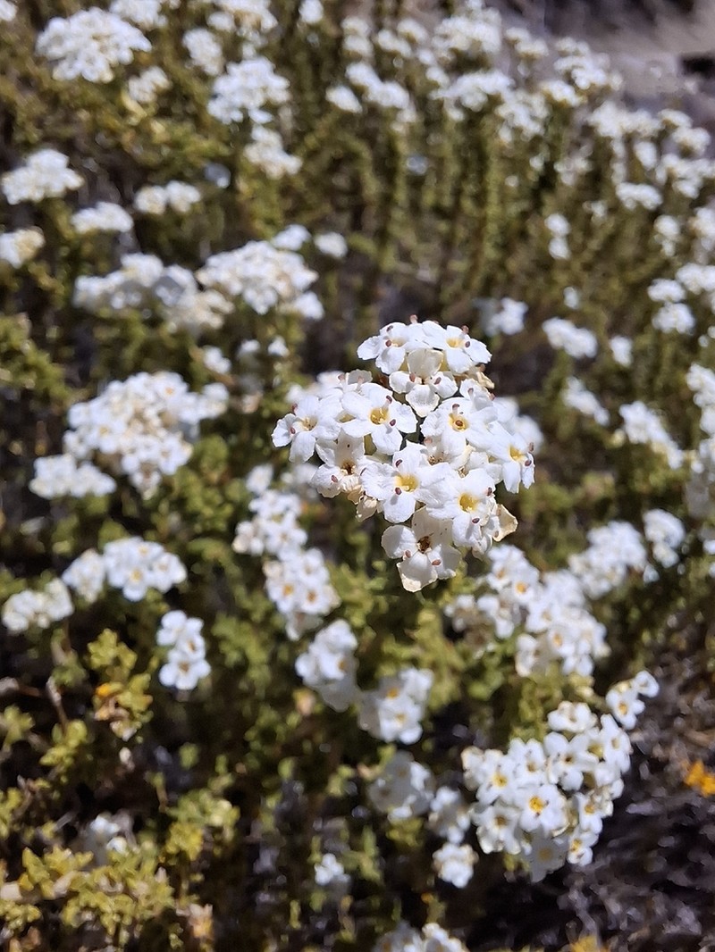 Troncosoa seriphioides photo 3