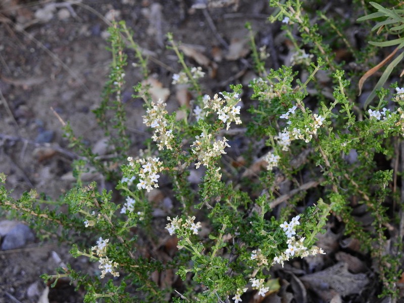 Troncosoa seriphioides photo 4