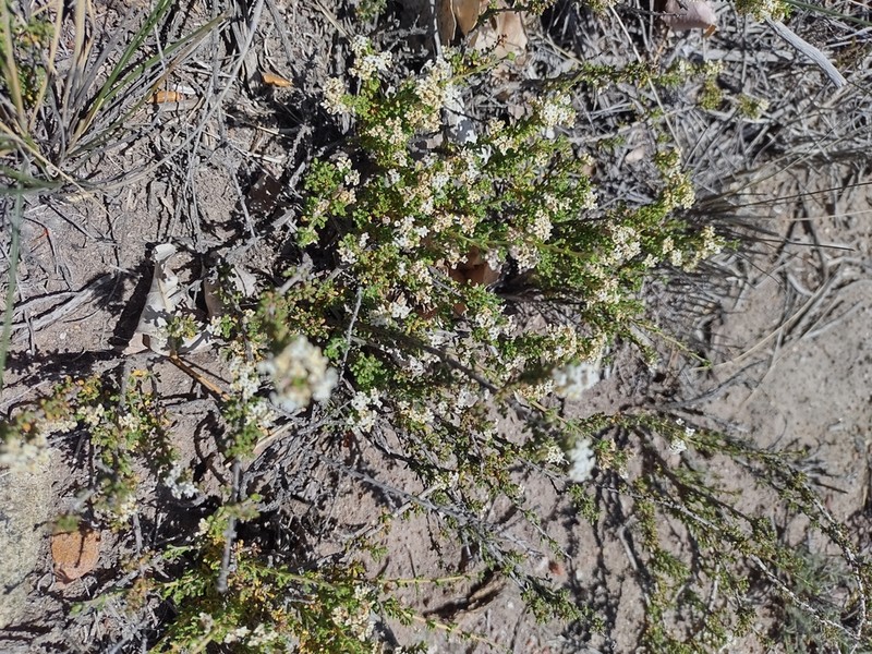 Troncosoa seriphioides photo 5