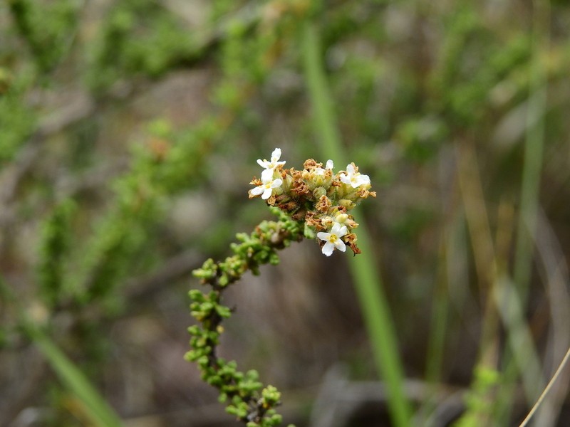 Troncosoa seriphioides photo 6