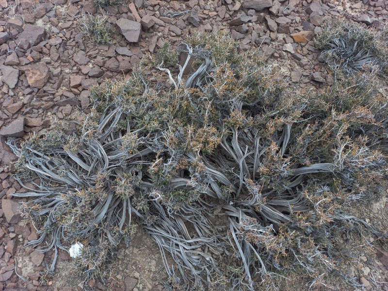 Troncosoa seriphioides photo 8