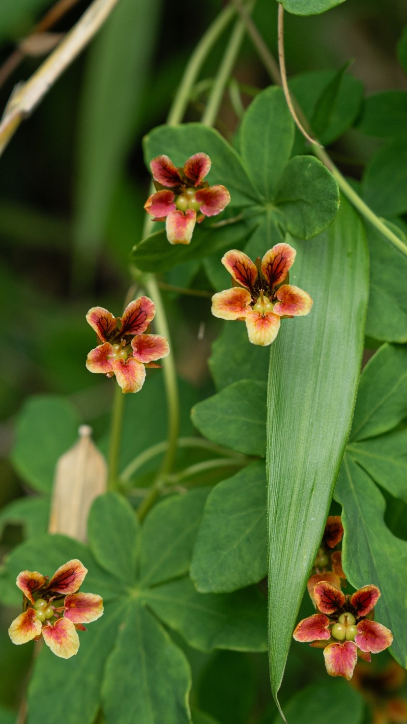 Tropaeolum ciliatum subsp. ciliatum