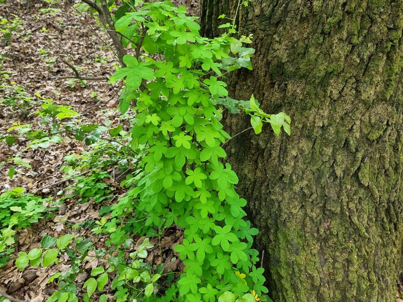 Tropaeolum ciliatum subsp. ciliatum photo 2
