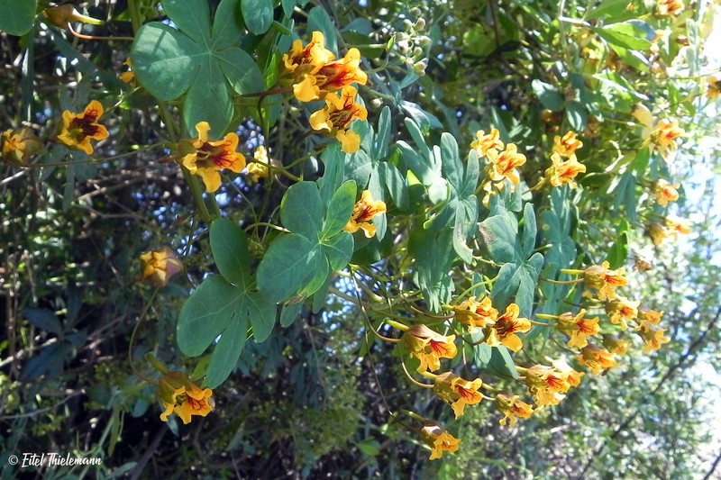 Tropaeolum ciliatum subsp. ciliatum photo 3