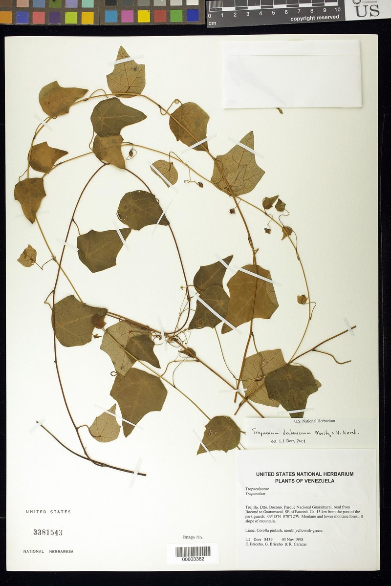 Tropaeolum deckerianum var. deckerianum