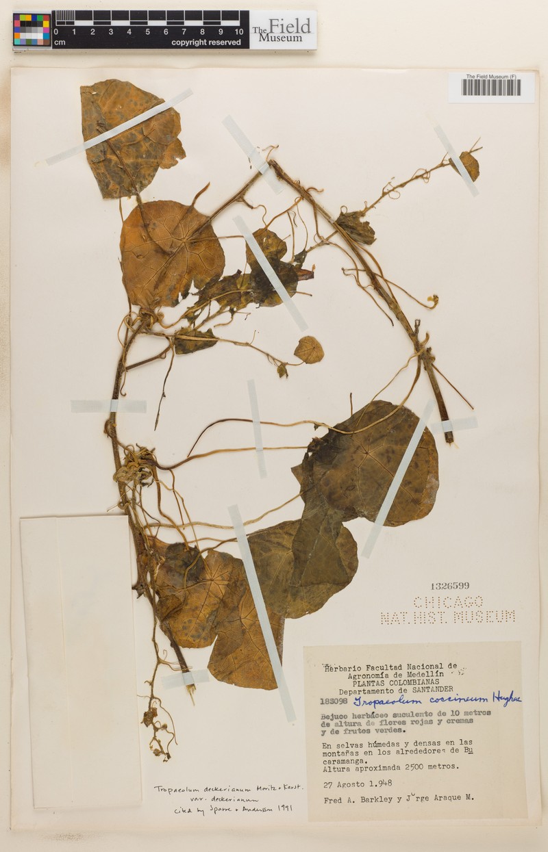 Tropaeolum deckerianum var. deckerianum photo 2