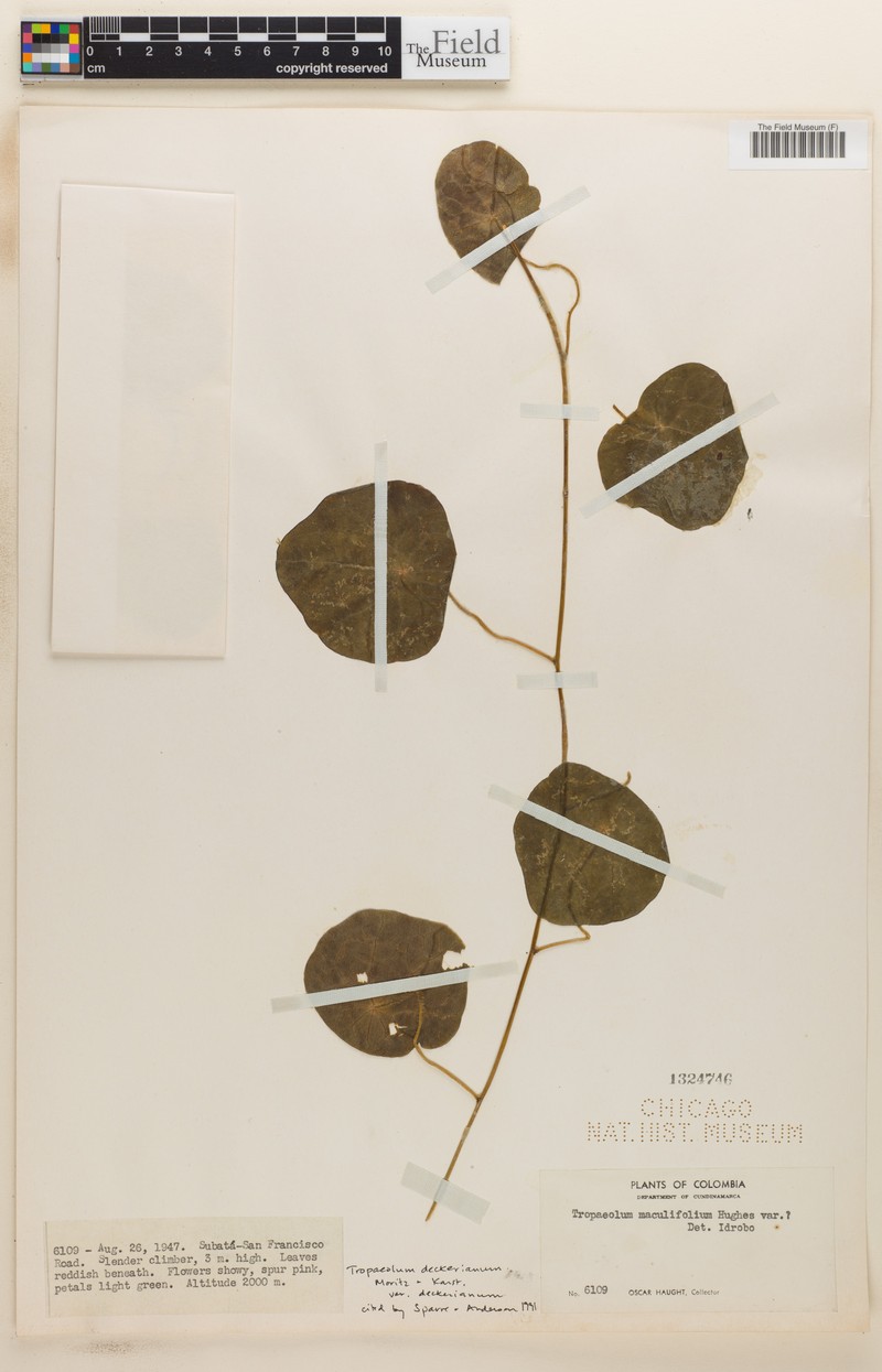 Tropaeolum deckerianum var. deckerianum photo 3