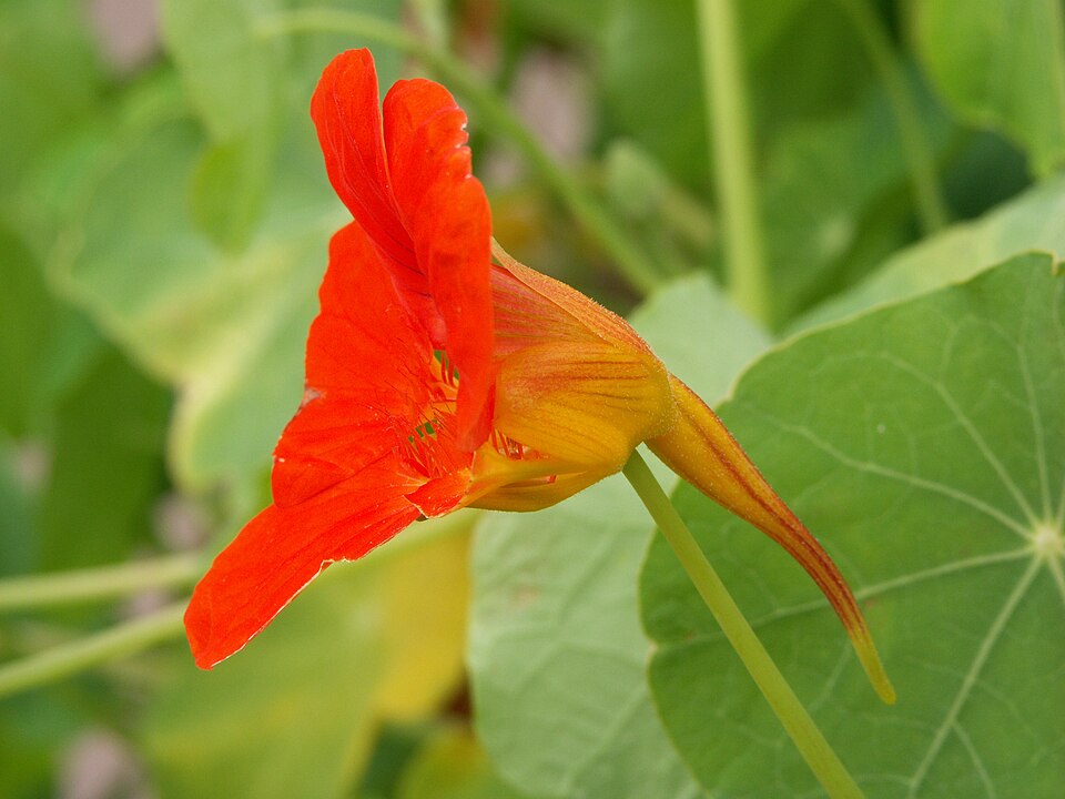Nasturtium photo 2