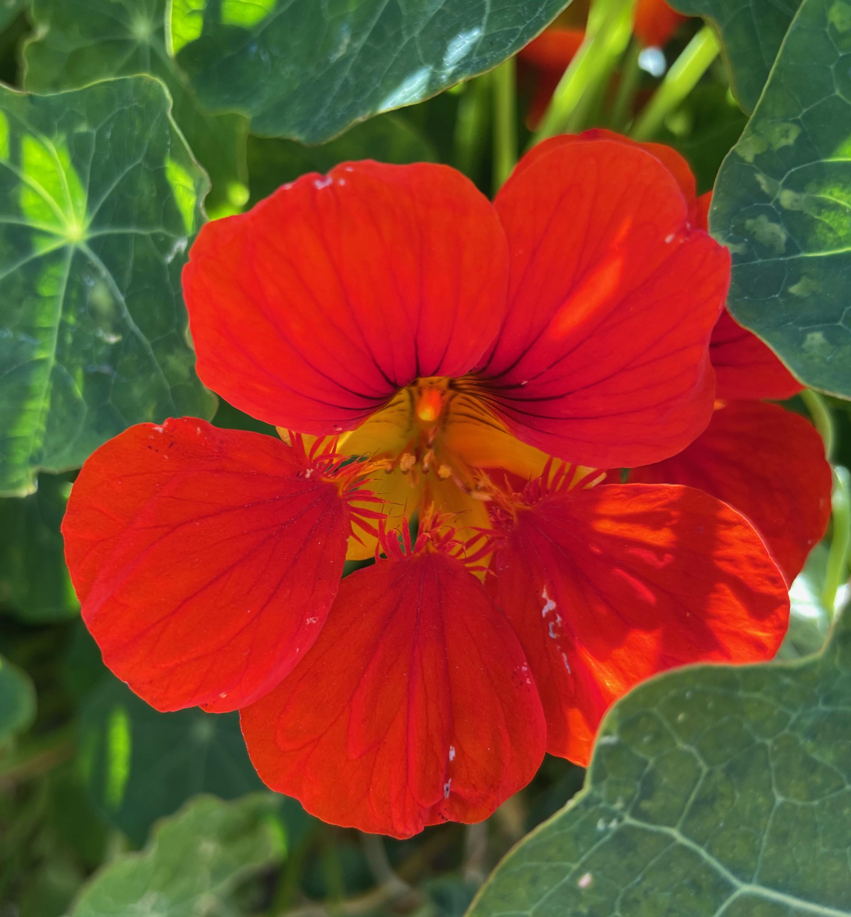 Nasturtium photo 3