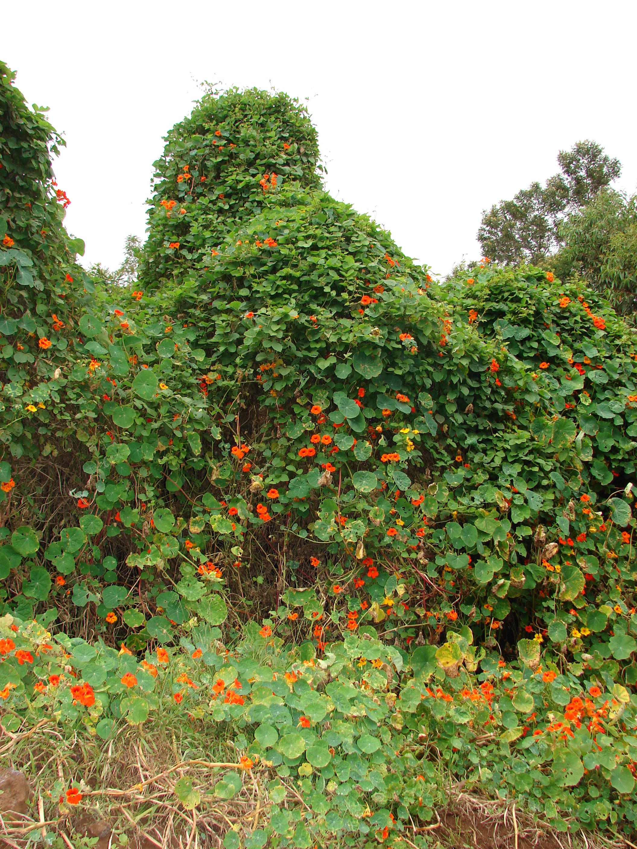 Nasturtium photo 6