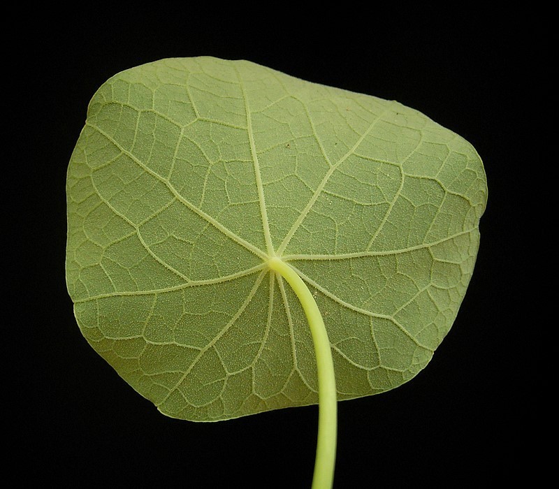 Nasturtium photo 7