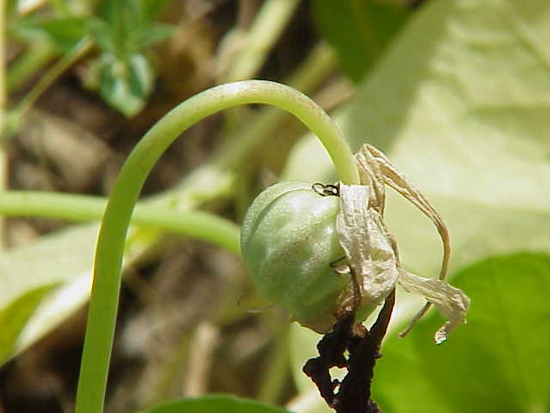 Nasturtium photo 8