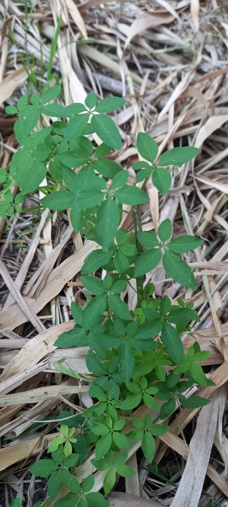 Tropaeolum pentaphyllum subsp. pentaphyllum