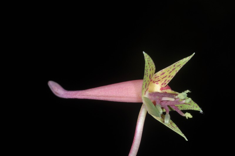 Tropaeolum pentaphyllum subsp. pentaphyllum photo 2